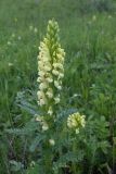 Pedicularis kaufmannii