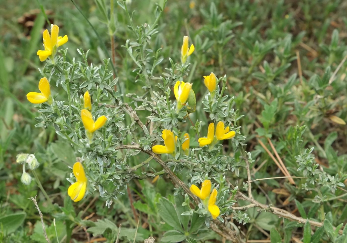 Изображение особи Genista godetii.