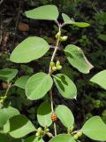 Lonicera xylosteum