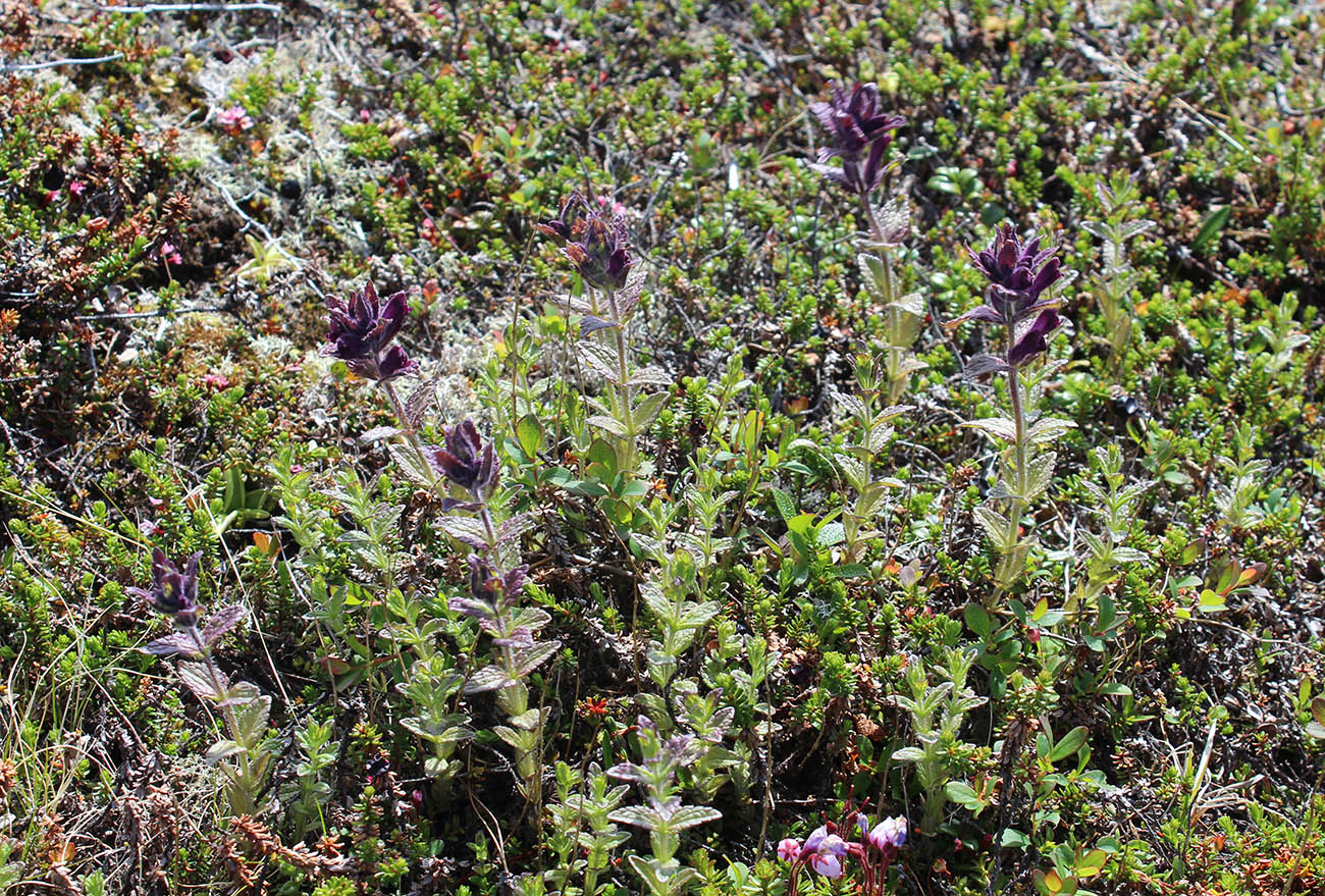 Изображение особи Bartsia alpina.