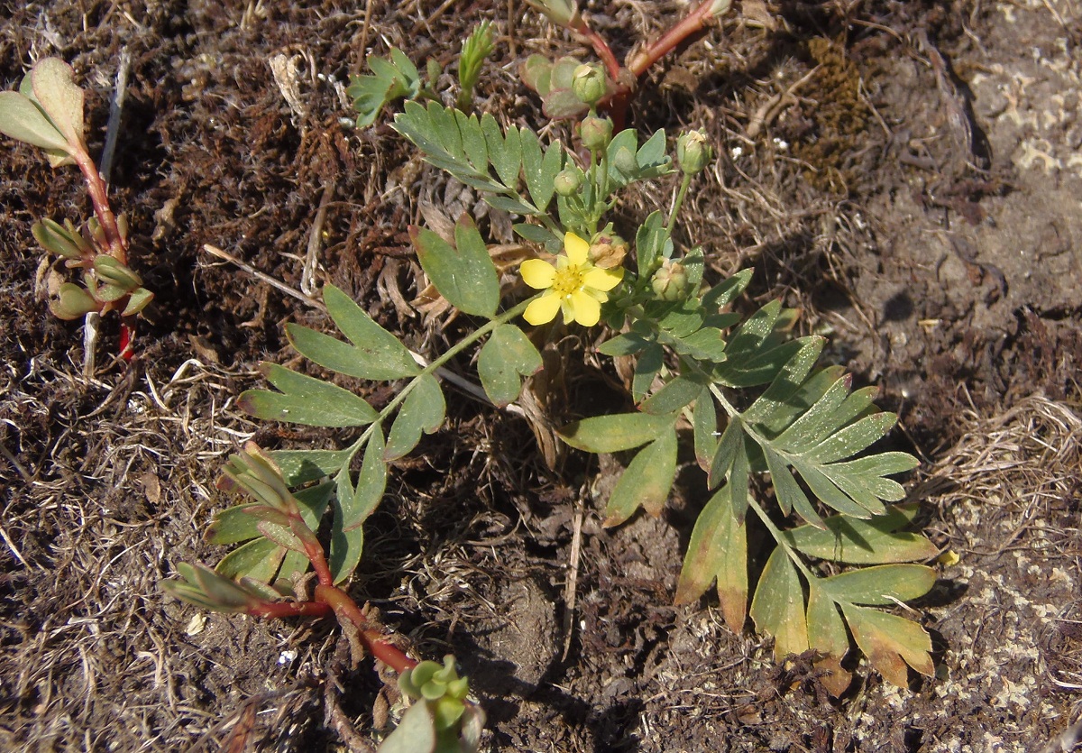 Изображение особи Potentilla orientalis.