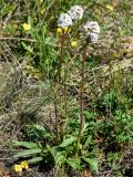 Valeriana tuberosa