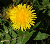 Taraxacum officinale