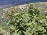 Viburnum lantana