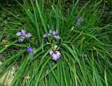 Iris unguicularis