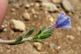 Lithodora hispidula