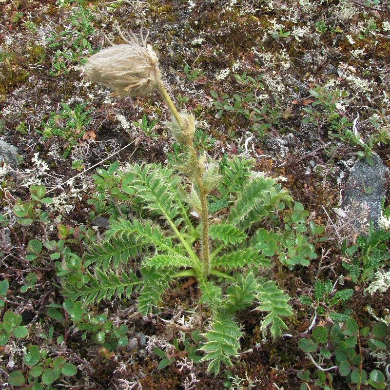 Изображение особи Novosieversia glacialis.