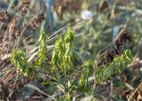 Isatis tinctoria