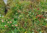 Rhodiola algida. Цветущие растения на горном склоне западной экспозиции на высоте около 2450 м н.у.м. Республика Алтай, Онгудайский р-н, г. Сарлык.