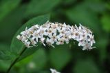 Lysimachia clethroides