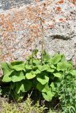 Phlomoides oreophila. Вегетирующее растение (внизу справа побеги Thermopsis alpina). Казахстан, окр. Алматы, Заилийский Алатау, Большое Алмаатинское ущелье, окр. Большого Алмаатинского озера, ≈ 2600 м н.у.м., мелкозёмистый склон. 5 июня 2022 г.