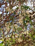 Moringa oleifera