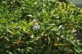 genus Duranta. Ветви с соцветиями и соплодиями. Таиланд, Бангкок, парк Люмпини, в культуре. 30.08.2023.