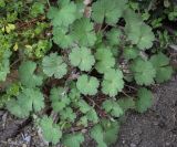 Geranium rotundifolium