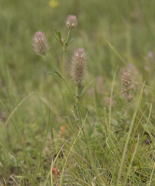 Изображение особи Trifolium arvense.