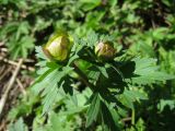 Trollius europaeus