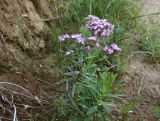 Dianthus pseudarmeria