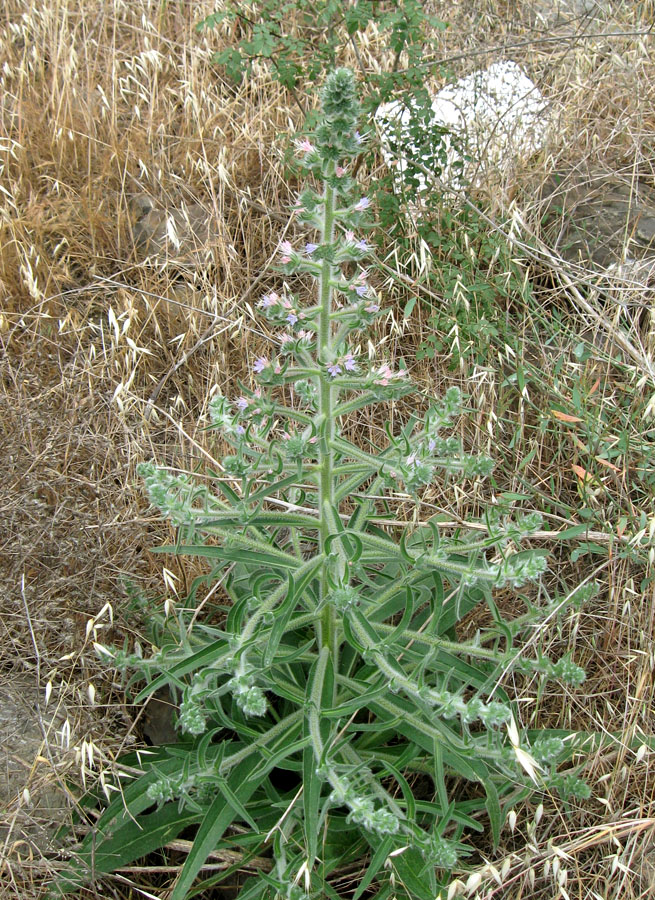 Изображение особи Echium biebersteinii.