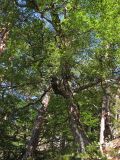 Betula pendula. Старое дерево. Горный Крым, Бабуган-Яйла, верховье балки Яман-Дере. 9 июля 2012 г.
