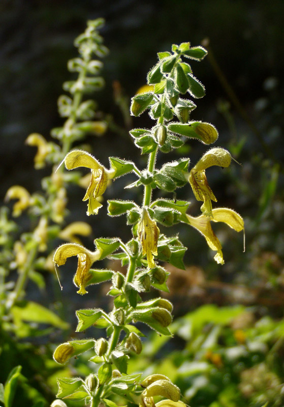 Изображение особи Salvia glutinosa.