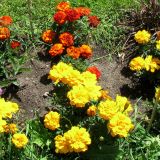 Tagetes patula. Цветущие растения. Германия, Бавария, Средняя Франкония, г. Нюрнберг, Нюрнбергская крепость, клумба. 28.06.2012.