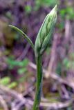 Dactylorhiza fuchsii