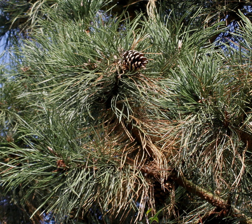Изображение особи Pinus nigra.