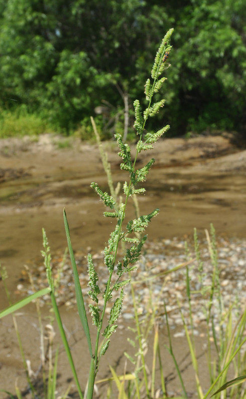 Image of Beckmannia syzigachne specimen.