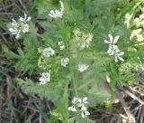 семейство Apiaceae. Верхушка цветущего растения. Израиль, Северный Негев, лес Лаав. 05.03.2013.