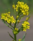 Erysimum cheiranthoides. Верхушка соцветия с цветками и завязавшимися плодами. Тульская обл., Плавский р-н, окр. пос. Молочные Дворы. 20.05.2013.