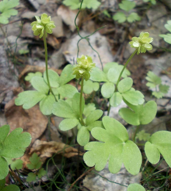 Изображение особи Adoxa moschatellina.