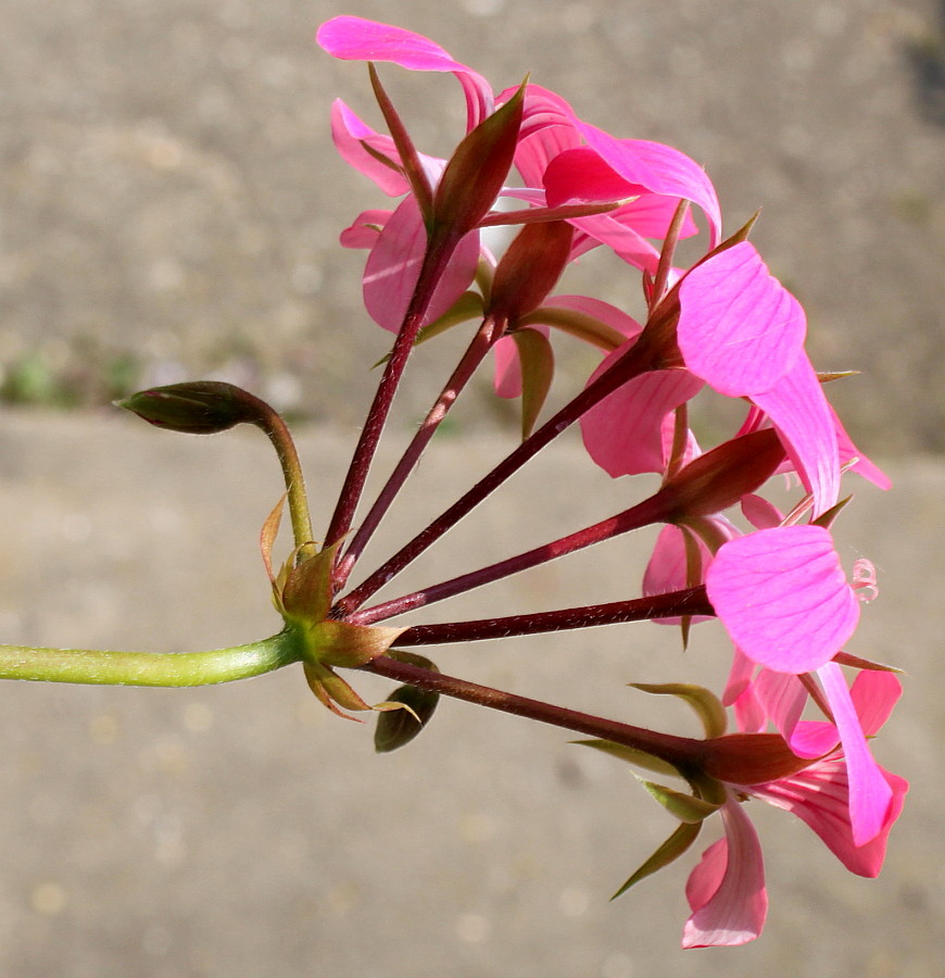 Изображение особи Pelargonium peltatum.