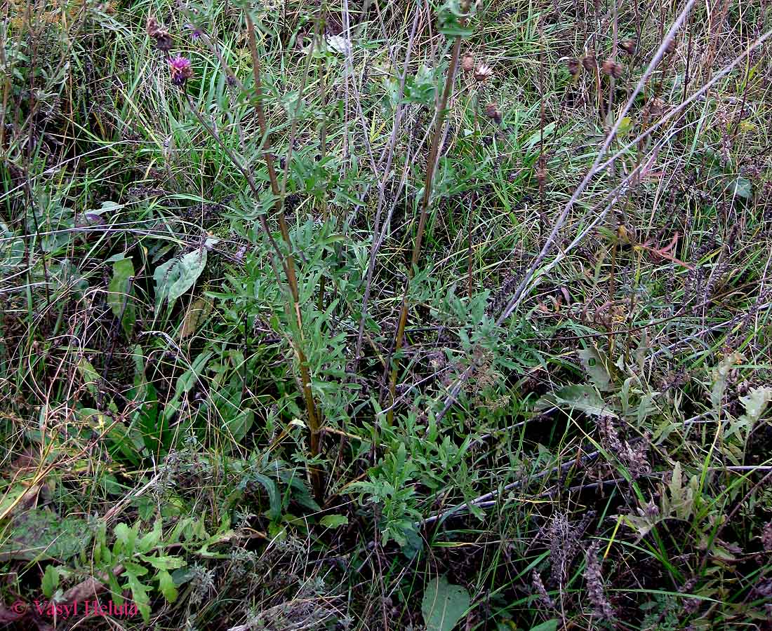 Изображение особи Centaurea apiculata.