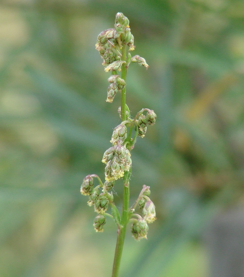 Изображение особи Artemisia tanacetifolia.