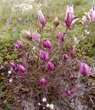 Castilleja arctica