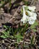 Corydalis caucasica