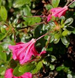 Rhododendron obtusum. Отцветающие цветки. Германия, г. Дюссельдорф, Ботанический сад университета. 04.05.2014.