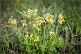 Primula veris