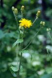 Crepis sibirica. Верхушка побега с соцветиями. Башкирия, Бурзянский р-н, заповедник Шульган-таш. 15.07.2008.