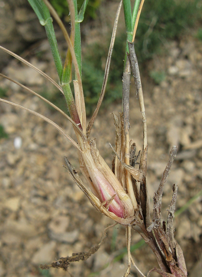 Изображение особи Agropyron ponticum.