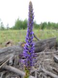 Veronica spicata. Соцветие. Алтайский край, Волчихинский р-н, окр. с. Волчиха, гарь. 05.07.2014.