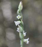 Spiranthes spiralis