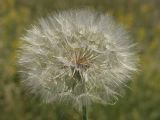 Tragopogon dubius