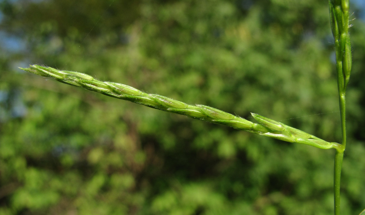 Image of genus Digitaria specimen.