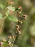 Chenopodium album