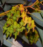 Eucalyptus torquata