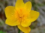 Trollius uncinatus. Цветок. Якутия (Саха), Алданский р-н, окр. пос. Тобук, пойма р. Алдан. 20.06.2012.