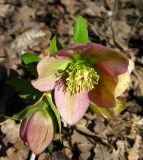 Helleborus caucasicus