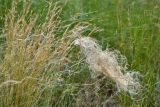 Stipa brauneri