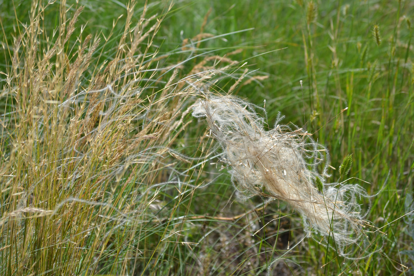 Image of Stipa brauneri specimen.